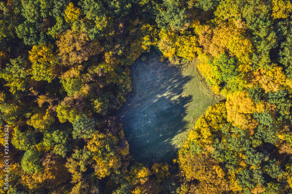 Top view of a forest clearing from a drone