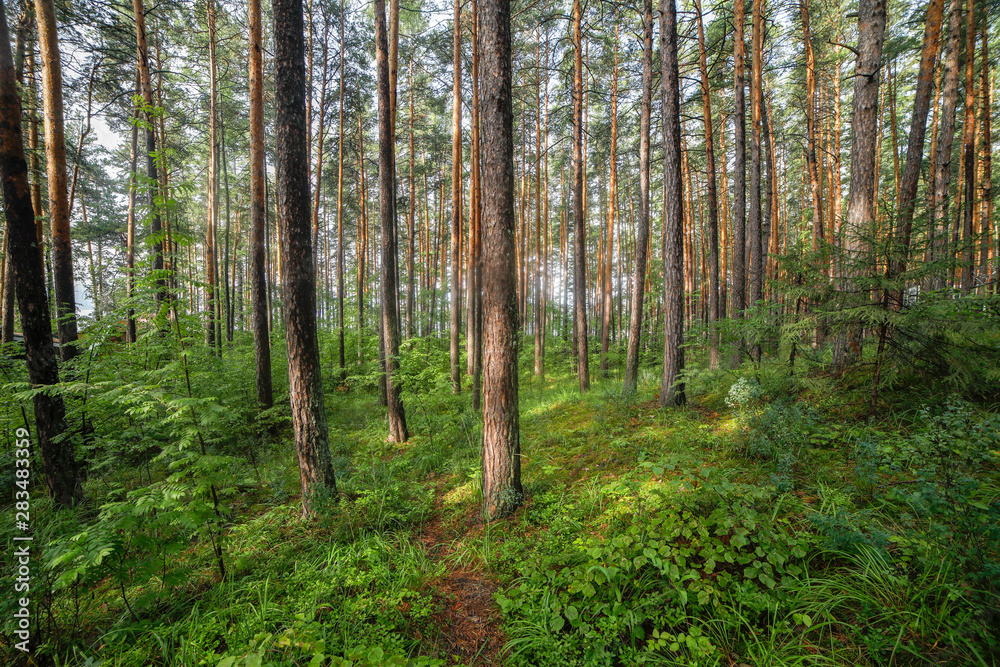 pine forest of the southern urals