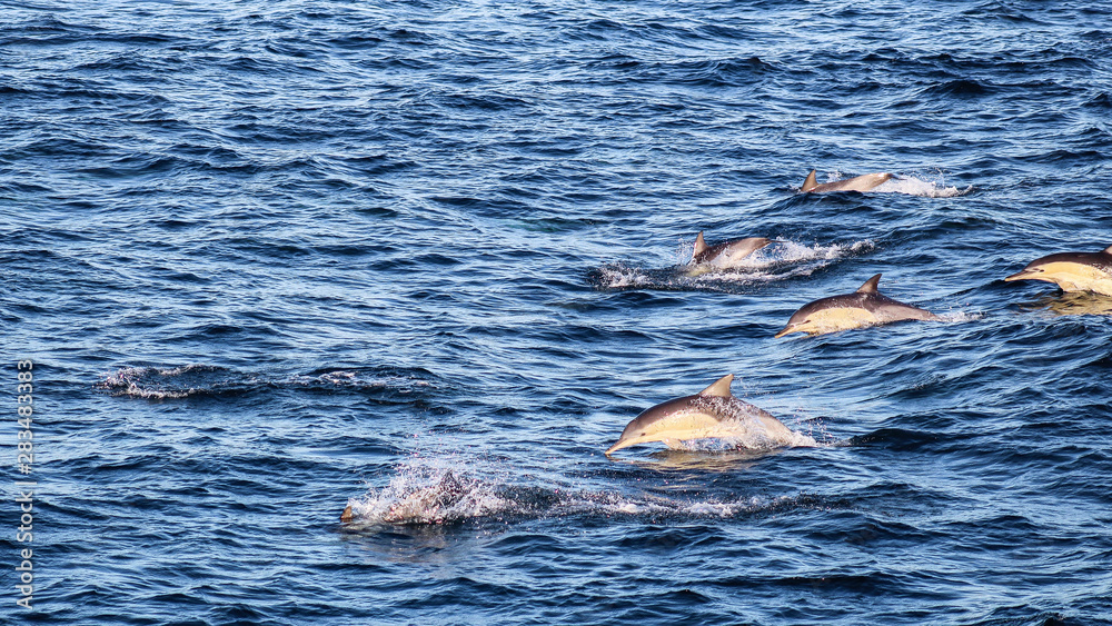 Fototapeta premium Dolphins off Sydney
