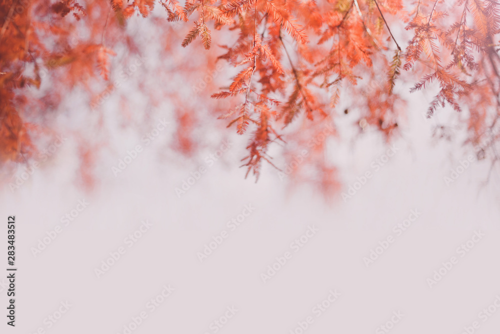 Beautiful bright orange autumn leaves background.
