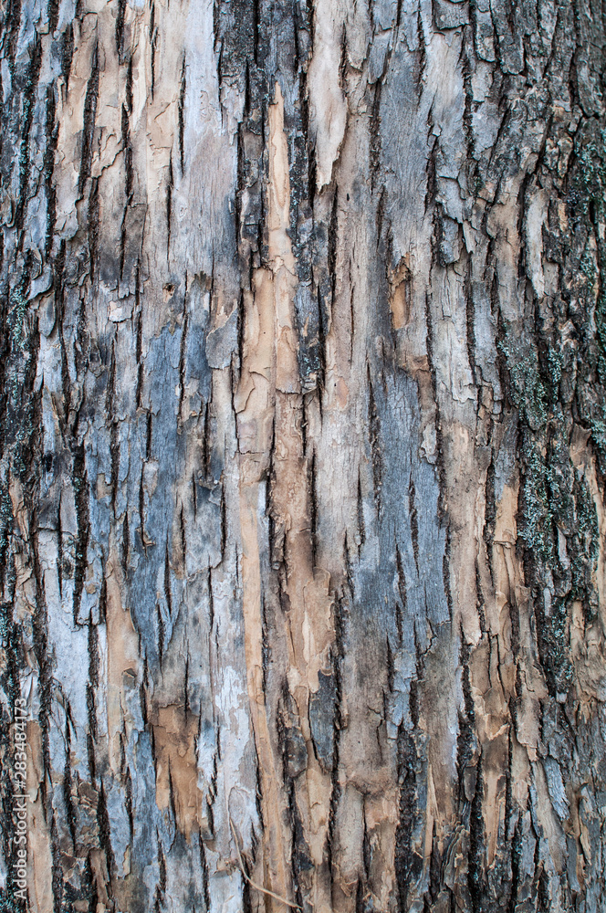 tree bark texture background, wooden