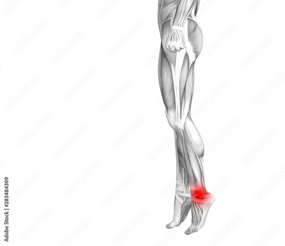 Conceptual ankle human anatomy with red hot spot inflammation or articular joint pain for leg health care therapy or sport muscle concepts. 3D illustration man arthritis or bone osteoporosis disease Conceptual ankle human anatomy with red hot spot inflammation or articular joint pain for leg health care therapy or sport muscle concepts. 3D illustration man arthritis or bone osteoporosis disease