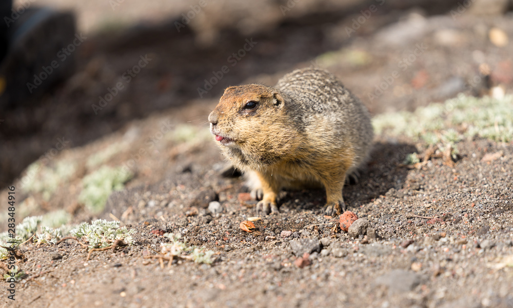 Portrait of a brave curious ground squirrel (Latin: Spermophilus. Also known as suslik or souslik) looking around on the rock. Base camp under Avacha volcano in Kamtchatka peninsula, Russian far East. Portrait of a brave curious ground squirrel (Latin: Spermophilus. Also known as suslik or souslik) looking around on the rock. Base camp under Avacha volcano in Kamtchatka peninsula, Russian far East.