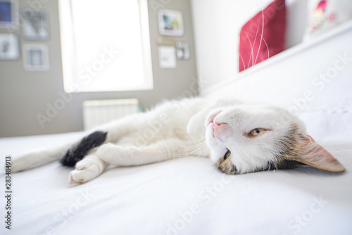 Obraz na plátně White cat sleeping in bright room. Close up