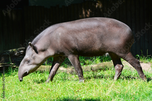 a tapir walks in a prairie