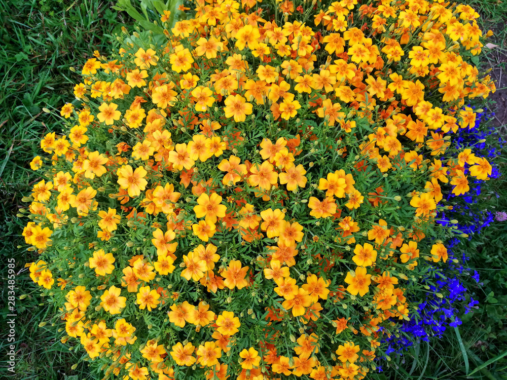 Obraz premium Wildflowers for background and combined images