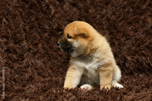 Shiba inu puppy on brown background