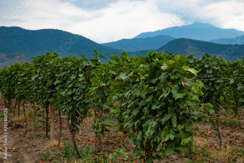 Plantation of vineyards with mountains in the background