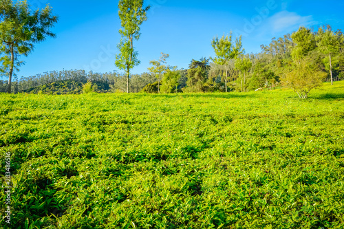 Beautiful Green Tea plantation  Munnar