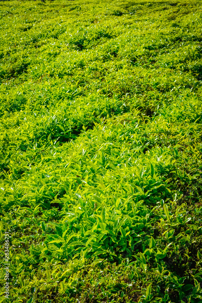 Close up of Fresh Green Tea Leaves Close up of Fresh Green Tea Leaves