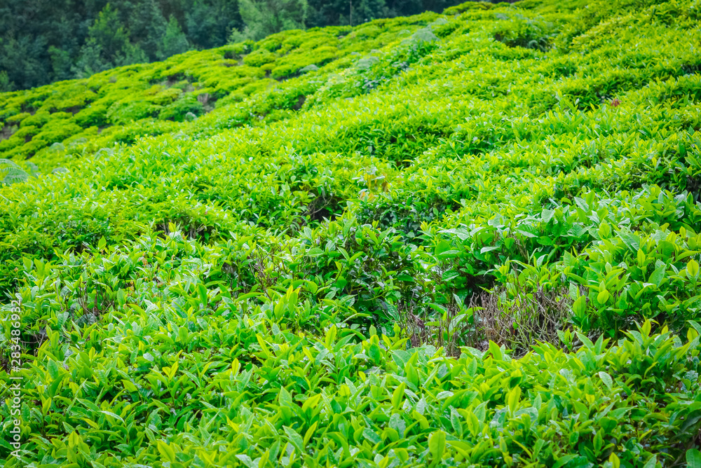 Close up of Fresh Green Tea Leaves