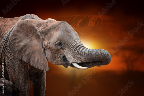 Elephant on savanna landscape background and Mount Kilimanjaro at sunset