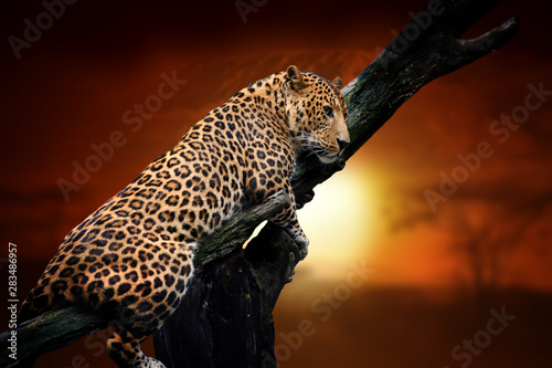 Leopard on savanna landscape background and Mount Kilimanjaro at sunset