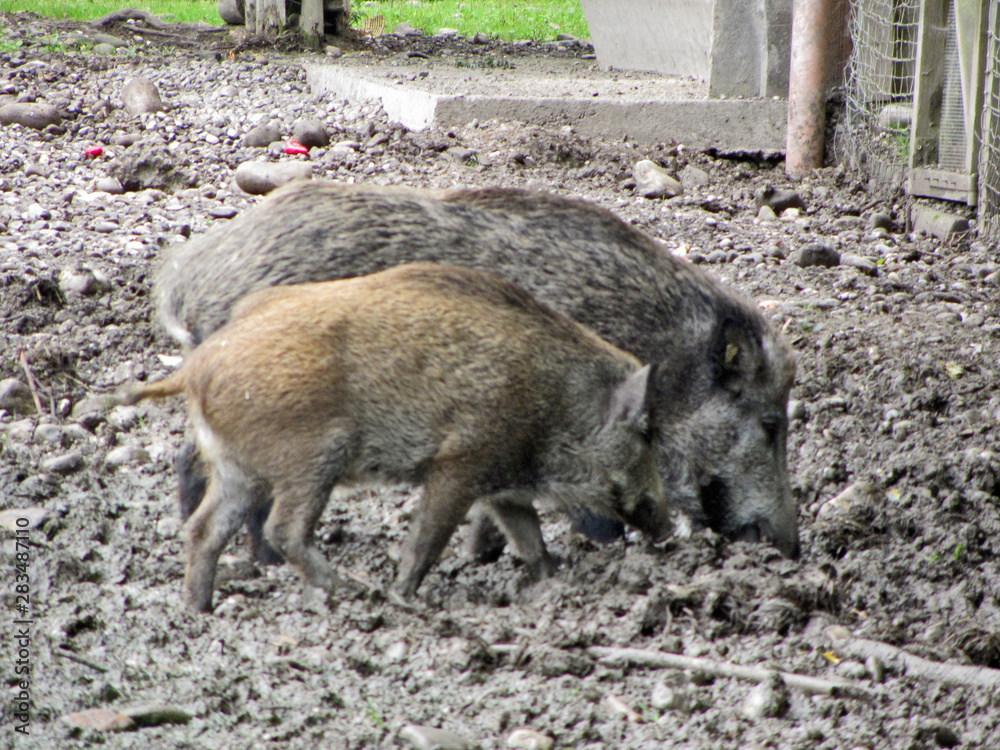 Wildschwein mit Kind Wildschwein mit Kind
