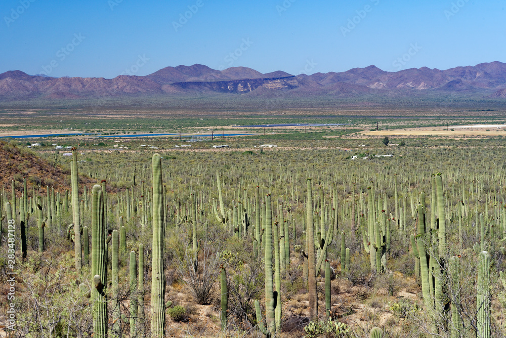 Saguaro cactus in Saguaro National Park Saguaro cactus in Saguaro National Park