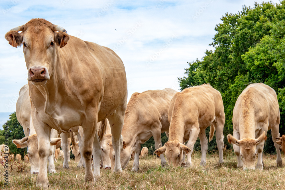 Fototapeta premium Vaches blonde d'Aquitaine au pré