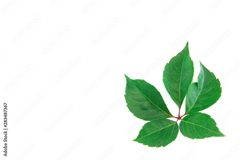 natural green chestnut leaves with veins on a white background