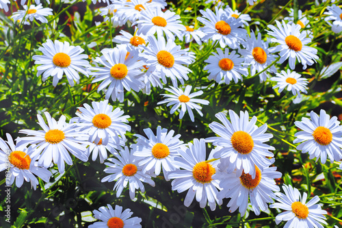 Chamomile flower field Chamomile in the nature