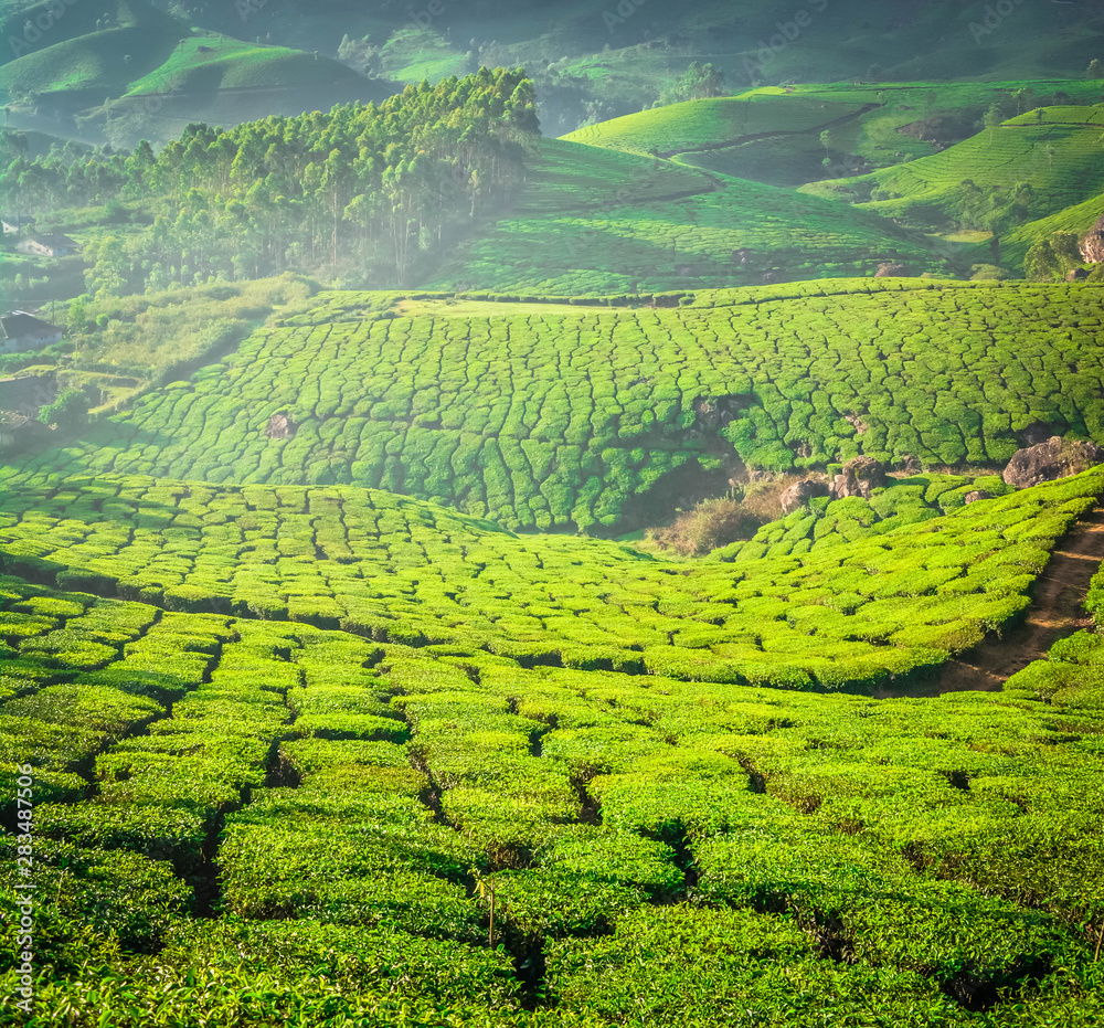 Beautiful Green Tea plantation, Munnar Beautiful Green Tea plantation, Munnar