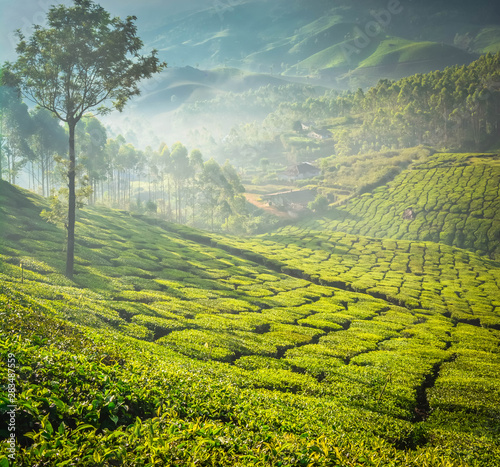 Beautiful Green Tea plantation  Munnar