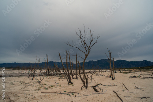 dead trees in dry lake