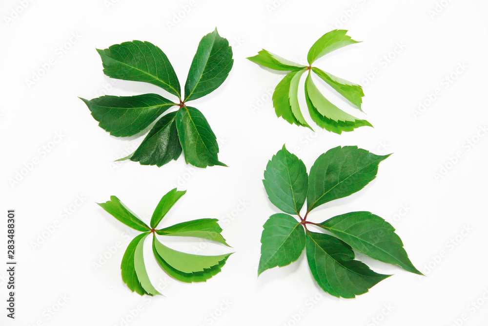 natural green chestnut leaves with veins on a white background