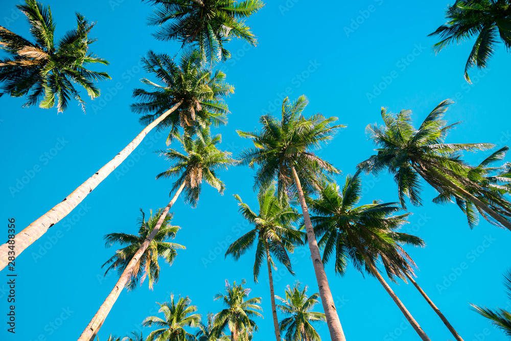 A forest of palm trees on a sunny day A forest of palm trees on a sunny day