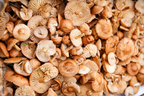 Champignon photo