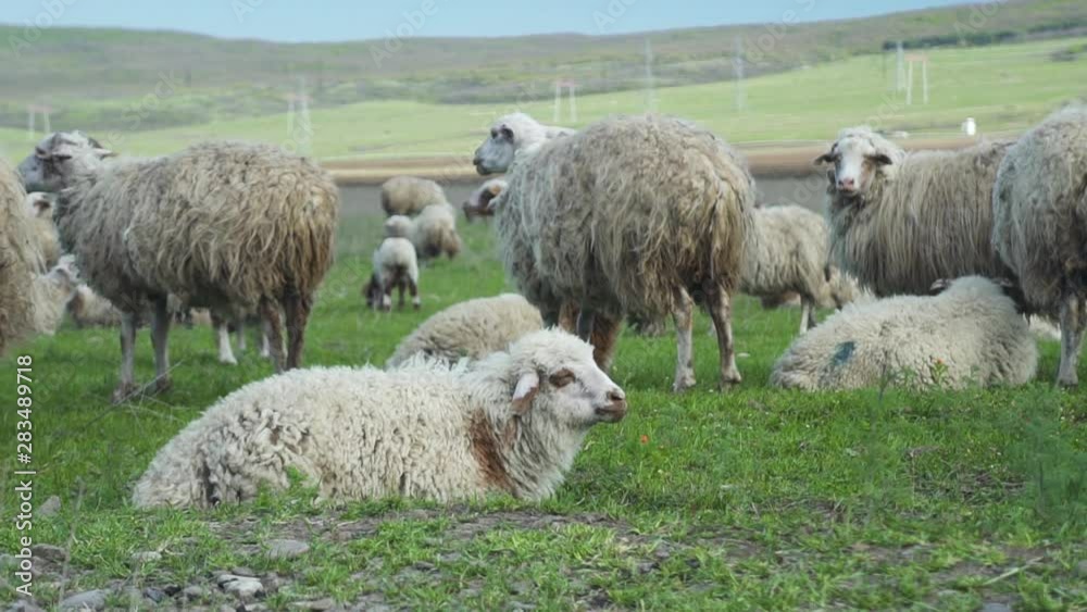 flock of sheeps eating chewing grass while grazing on green field meadow. panorama pasture. concept livestock, cattle, herd, ewe, environment, farmland
