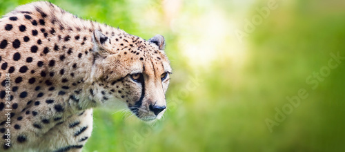 Fotografie Cheetah looking alerted during hunting