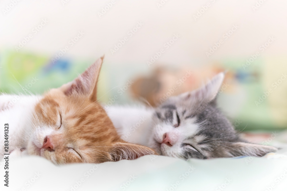 Two cute little orange and gray kitten sleeping on blanket.
