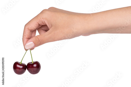 Two sweet ripe cherries in a female hand. Isolated, cutout © RGB_art