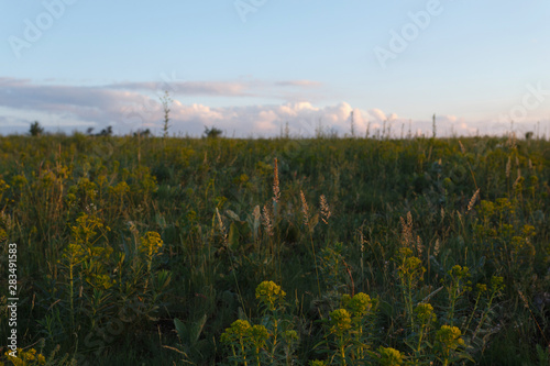 Wild plants in the meadow at sunset
