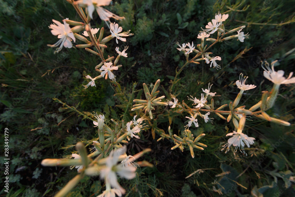 Wild white flowers in the meadow at sunset Wild white flowers in the meadow at sunset