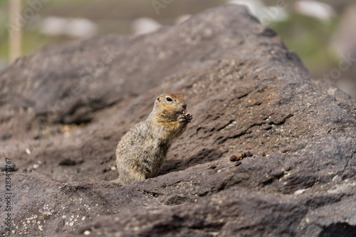 Portrait of a brave curious ground squirrel (Latin: Spermophilus. Also known as suslik or souslik) looking around on the rock. Base camp under Avacha volcano in Kamtchatka peninsula, Russian far East. photo