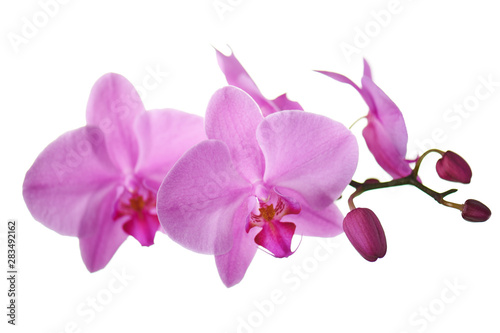 Purple orchids isolated on white.