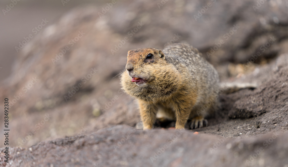 Portrait of a brave curious ground squirrel (Latin: Spermophilus. Also known as suslik or souslik) looking around on the rock. Base camp under Avacha volcano in Kamtchatka peninsula, Russian far East. Portrait of a brave curious ground squirrel (Latin: Spermophilus. Also known as suslik or souslik) looking around on the rock. Base camp under Avacha volcano in Kamtchatka peninsula, Russian far East.