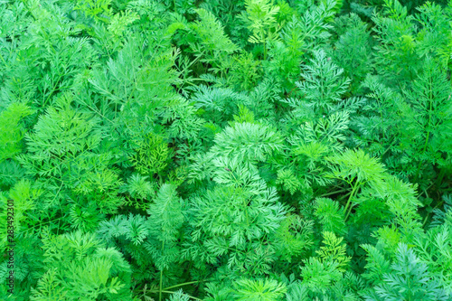 natural background from green leaf of the carrot texture