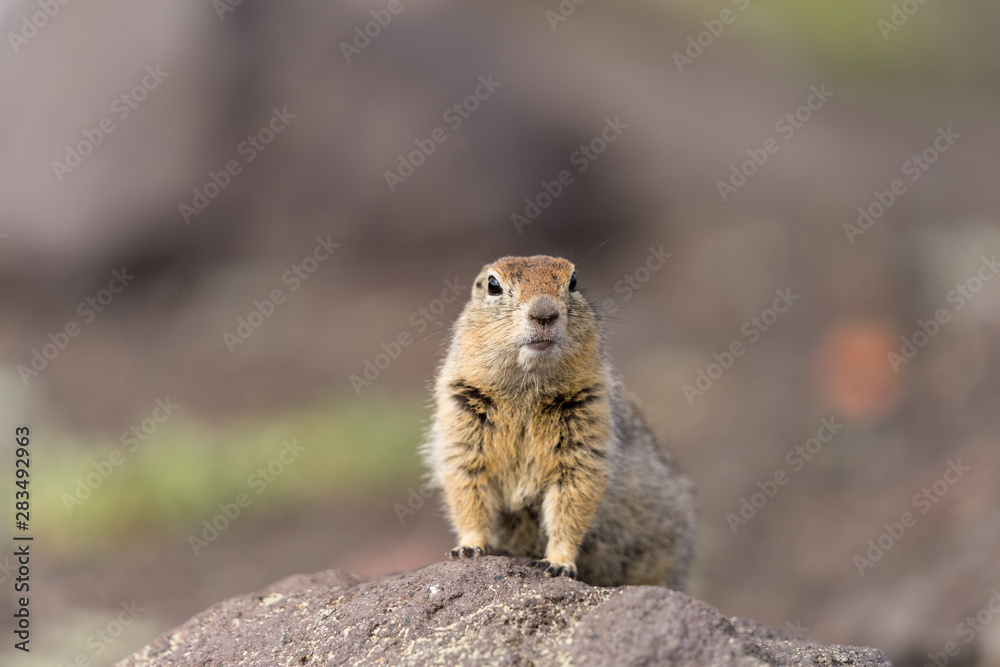 Naklejka premium Portrait of a brave curious ground squirrel (Latin: Spermophilus. Also known as suslik or souslik) looking around on the rock. Base camp under Avacha volcano in Kamtchatka peninsula, Russian far East.