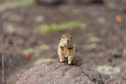 Portrait of a brave curious ground squirrel (Latin: Spermophilus. Also known as suslik or souslik) looking around on the rock. Base camp under Avacha volcano in Kamtchatka peninsula, Russian far East. photo