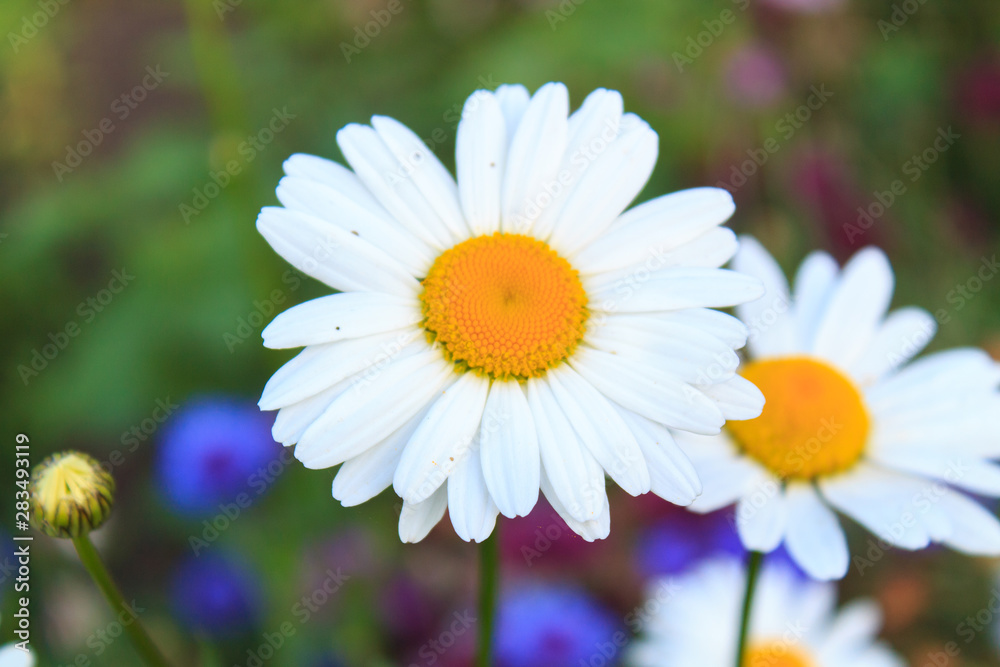 Fototapeta premium Bright and colorful daisies. floral background.