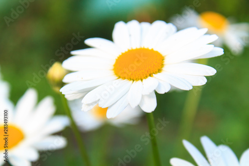 Bright and colorful daisies. floral background.