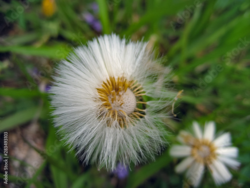 The seed begins its flight before the start of a new life