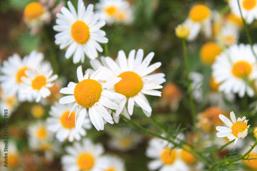 Fototapeta premium Bright and colorful daisies. floral background.