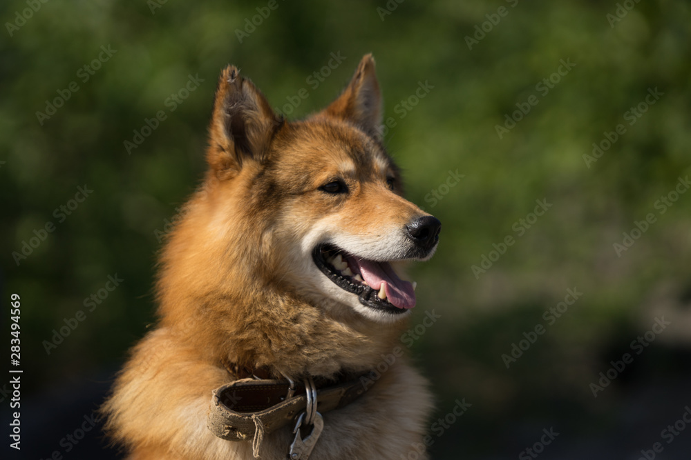 Portrait of Laika dog who is protecting tourists in Kamchatka peninsula from big brown bears. Sunny summer day in Russian far east. 