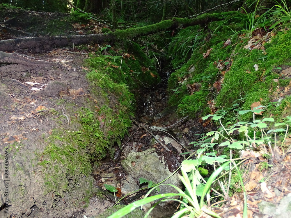 Obraz premium wasserfall mit fluss im wald