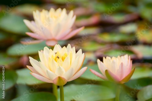 yellow lotus flower in pond   tropical natural water lilly blossom in lake or garden in spring season