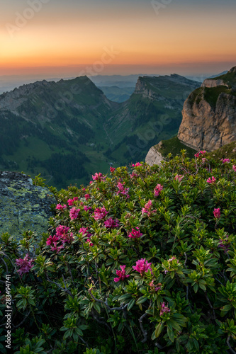 Abendstimmung   ber dem Justistal und der Sichle mit Alpenrosen