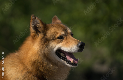 Bild auf Leinwand Portrait of Laika dog who is protecting tourists in Kamchatka peninsula from big brown bears