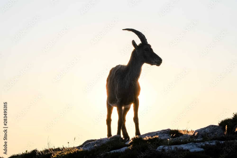 backlit silhouette of an Alpine ibex in the swiss alps
